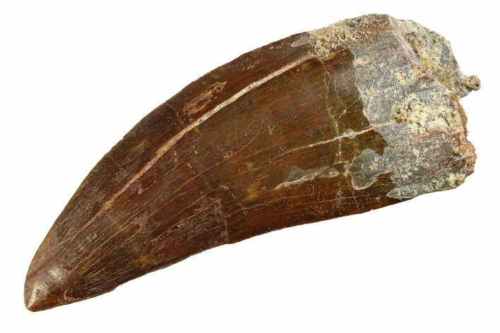 Serrated Carcharodontosaurus Tooth - Giant Dinosaur Tooth #351737